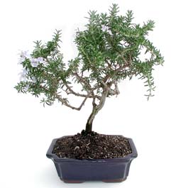 ithal bonsai saksi iegi  Ankara ankaya iek online iek siparii 