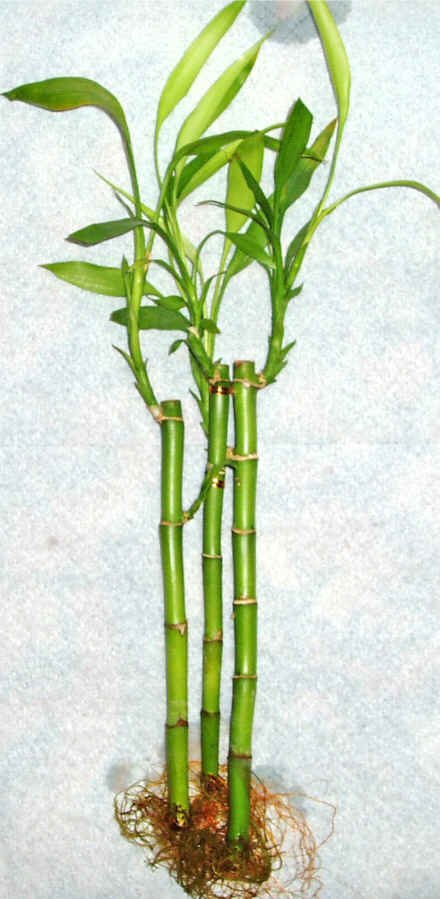 Lucky Bamboo 3 adet vazo hediye edilir   Ankara ankaya ieki telefonlar 