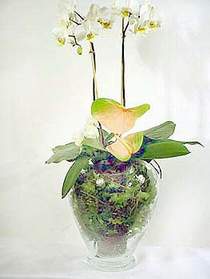  Çankaya çiçek servisi , çiçekçi adresleri  Cam yada mika vazoda özel orkideler