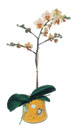  Ankara ankaya iek gnderme  Phalaenopsis Orkide ithal kalite