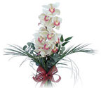  Ankara Çankaya online çiçekçi , çiçek siparişi  Dal orkide ithal iyi kalite