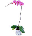  Ankara çiçek siparişi Çankaya çiçek satışı  Orkide ithal kaliteli orkide 