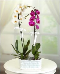 1 dal beyaz 1 dal mor yerli orkide saksıda  Ankara çiçek yolla Çankaya internetten çiçek satışı 