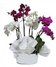 4 dal mor orkide 2 dal beyaz orkide  Ankara Çankaya hediye çiçek yolla 