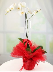 1 dal beyaz orkide saksı çiçeği  Ankara Çankaya online çiçek gönderme sipariş 