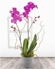 2 dallı mor orkide saksı çiçeği  Çankaya kaliteli taze ve ucuz çiçekler 