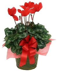 Sılkamen saksı çiçeği  Ankara Çankaya online çiçek gönderme sipariş 
