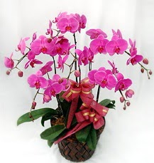6 Dallı mor orkide çiçeği  Ankara Çankaya hediye çiçek yolla 