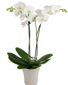 2 dallı beyaz orkide  Ankara Çankaya çiçek , çiçekçi , çiçekçilik 