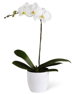 1 dallı beyaz orkide  Ankara çiçek gönderme Çankaya ucuz çiçek gönder 