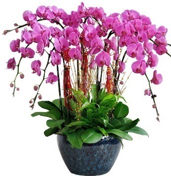 9 dallı mor orkide  Ankara çiçek gönderme Çankaya ucuz çiçek gönder 