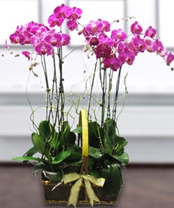 4 dallı mor orkide  Çankaya çiçekçi çiçek siparişi vermek 