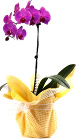  Ankara Çankaya online çiçekçi , çiçek siparişi  Tek dal mor orkide saksı çiçeği