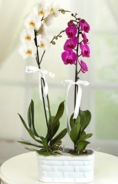 1 mor 1 dal beyaz İthal orkide sepet içerisinde  Ankara Çankaya çiçekçiler 
