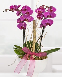 2 dallı nmor orkide  Ankara Çankaya hediye çiçek yolla 