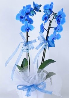 2 dallı mavi orkide  Çankaya çiçek yolla , çiçek gönder , çiçekçi  