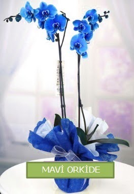 2 dallı mavi orkide  Ankara Çankaya İnternetten çiçek siparişi 
