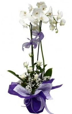 2 dallı beyaz orkide 5 adet beyaz gül  Çankaya yurtiçi ve yurtdışı çiçek siparişi 