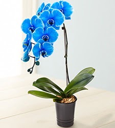1 dallı süper eşsiz mavi orkide  Ankara Çankaya çiçekçiler 