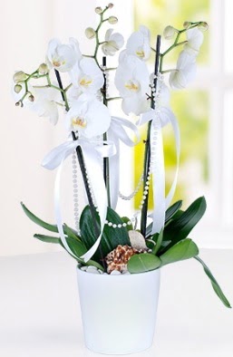 3 dallı beyaz orkide  Ankara Çankaya anneler günü çiçek yolla  