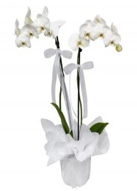 2 dallı beyaz orkide  Çankaya çiçekçi çiçek siparişi vermek 