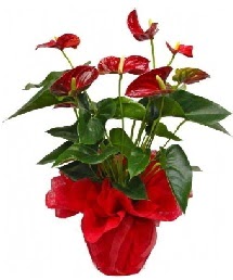 Antorium saksı çiçeği  Çankaya yurtiçi ve yurtdışı çiçek siparişi 
