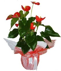 Antoryum saksı iç mekan süs bitkisi  Ankara çiçek yolla Çankaya internetten çiçek satışı 