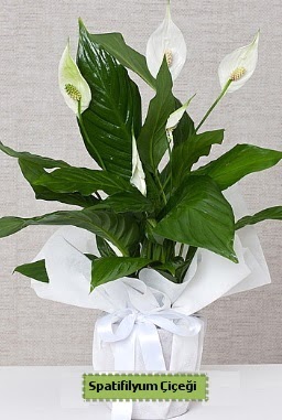 Spatifilyum Orta boy Saksı çiçeği  Ankara Çankaya hediye çiçek yolla 
