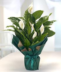 Spatifilyum Barış çiçeği Büyük boy  Ankara çiçek yolla Çankaya internetten çiçek satışı 