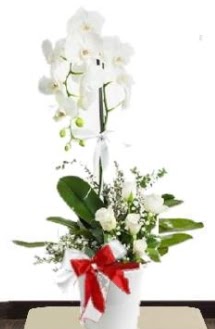 Tek dallı beyaz orkide 5 beyaz gül  Ankara Çankaya online çiçekçi , çiçek siparişi 