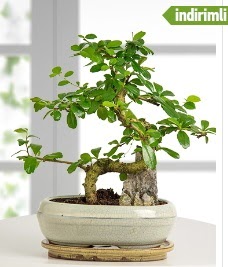 S şeklinde ithal gerçek bonsai japon ağacı  Çankaya çiçek yolla , çiçek gönder , çiçekçi  