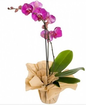 Tek dal mor orkide  Çankaya çiçekçiler 14 şubat sevgililer günü çiçek 