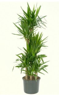 7 li yucca saks bitkisi  Ankara iek yolla ankaya internetten iek sat 