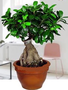5 yaşında japon ağacı bonsai bitkisi  Ankara Çankaya çiçek gönderme 