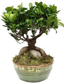 Japon ağacı bonsai saksı bitkisi  Ankara Çankaya uluslararası çiçek gönderme 