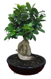 Japon ağacı bonsai saksı bitkisi  Çankaya kaliteli taze ve ucuz çiçekler 