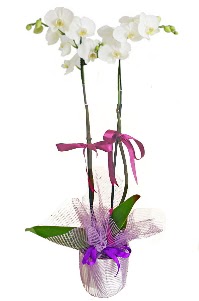 2 dall beyaz orkide sat  ankaya iek servisi , ieki adresleri 