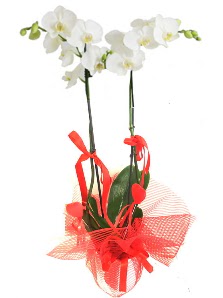2 dall beyaz orkide bitkisi  Ankara ankaya iek , ieki , iekilik 