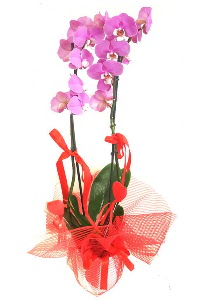 2 dall mor orkide bitkisi  ankaya iek servisi , ieki adresleri 