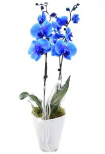 2 dallı AŞILI mavi orkide  Çankaya çiçek servisi , çiçekçi adresleri 