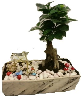 Japon ağacı bonsai satışı  Ankara Çankaya hediye çiçek yolla 