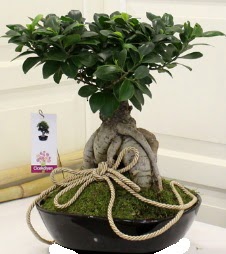 Japon ağacı bonsai satışı  Ankara çiçek yolla Çankaya internetten çiçek satışı 