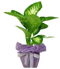 80 cm Byk boy Tropik saks bitkisi  Ankara ankaya hediye iek yolla 