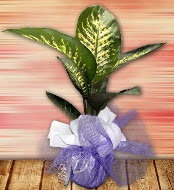 Orta boy Tropik saks bitkisi orta boy 65 cm  Ankara iek yolla ankaya internetten iek sat 