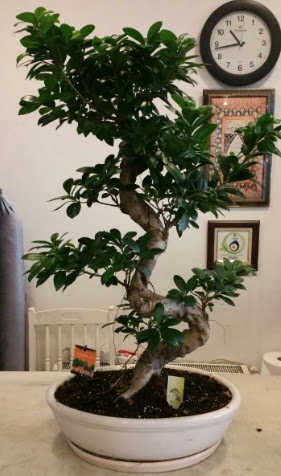100 cm yüksekliğinde dev bonsai japon ağacı  Ankara Çankaya uluslararası çiçek gönderme 