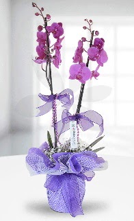Çift dallı mor orkide LİKE MARKADIR  Ankara Çankaya hediye çiçek yolla 
