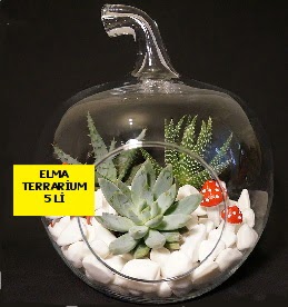 5 kaktüslü Elma terrarium orta boy  Ankara Çankaya çiçek gönderme 
