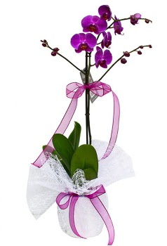Tek dallı mor orkide  Ankara Çankaya çiçek online çiçek siparişi 