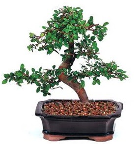 İthal bonsai japon ağacı  Ankara Çankaya online çiçekçi , çiçek siparişi 