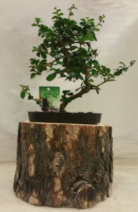 Doğal kütük içinde bonsai japon ağacı  Ankara Çankaya uluslararası çiçek gönderme 